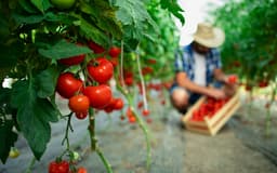Ezine Peyniri Nasıl Saklanır?